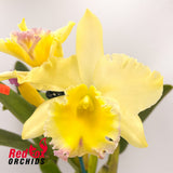 Potinara Burdekin Starbright 'Burdekin' x Blc. California Girl