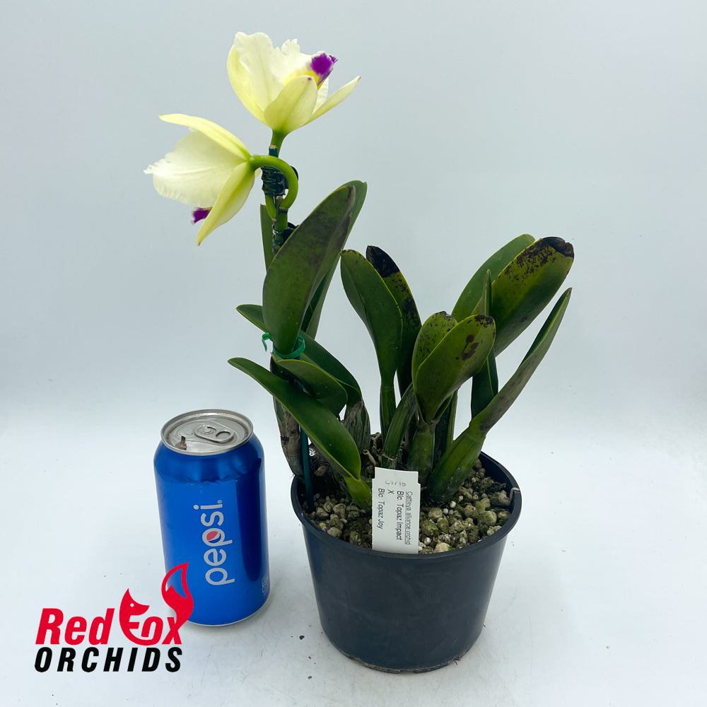 Brassolaeliocattleya Topaz Impact X Blc. Topaz Joy