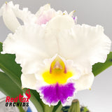 Potinara Little Magician 'Flares' X (Lc. Mildred Rives X Blc. Burdekin Bells) 'Ice Baby'