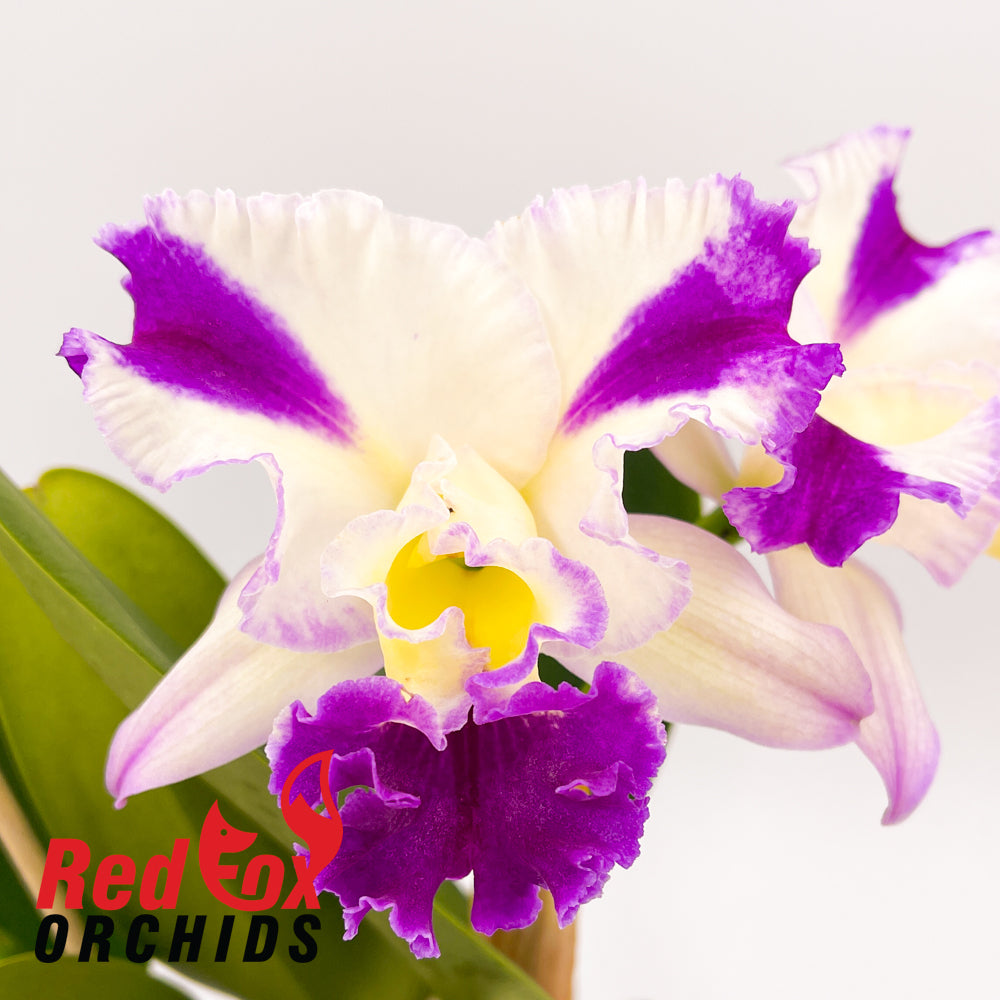 Laeliocattleya Orchid Affair 'Flirt' x Rhyncholaeliocattleya Glenn Maidment 'Southern Cross'