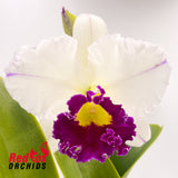 Laeliocattleya Chyong Guu Swan 'Ruby Lip'