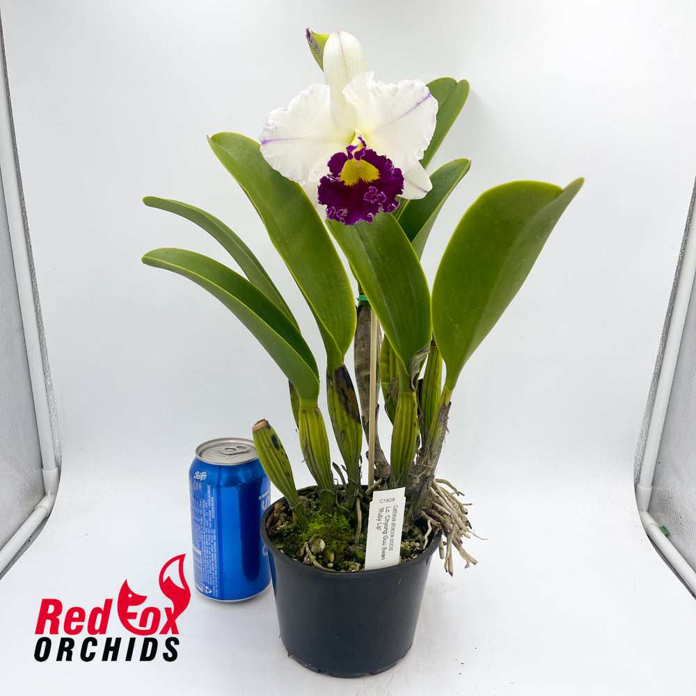 Laeliocattleya Chyong Guu Swan 'Ruby Lip'