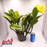 Brassolaeliocattleya Memoria Helen Brown 'Sweet Afton'