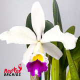 Brassolaeliocattleya Tainan Gold 'North Sword'