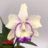 Brassolaeliocattleya Topaz Classic X Blc. Topaz Love 'Splish Splash'