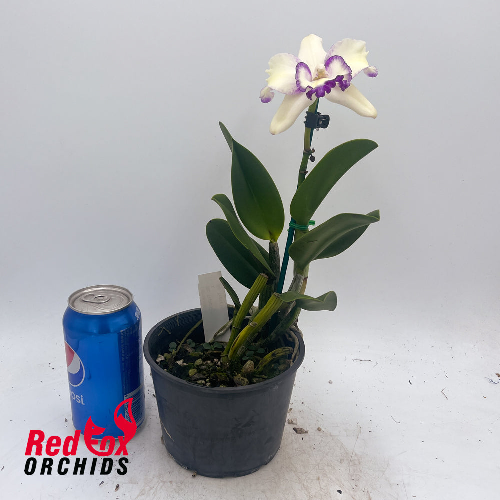 Brassolaeliocattleya Topaz Classic X Blc. Topaz Love 'Splish Splash'