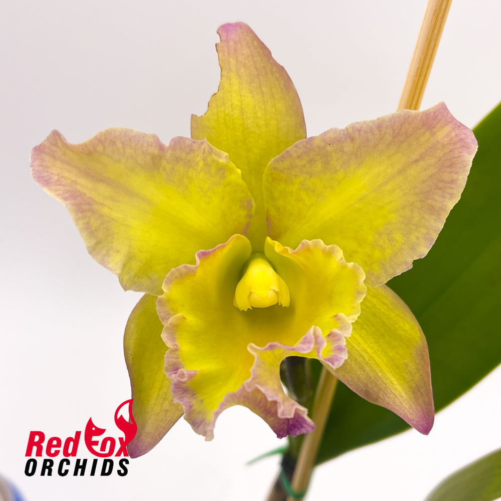 Brassolaeliocattleya Momilani Rainbow 'The Gypsy' x Brassolaeliocattleya Karen's Sunrise