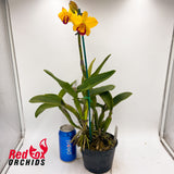 Sophrolaeliocattleya (Jungle Beau (4n) X Lc. Susan Holcombe) X Lc. Susan Holcombe