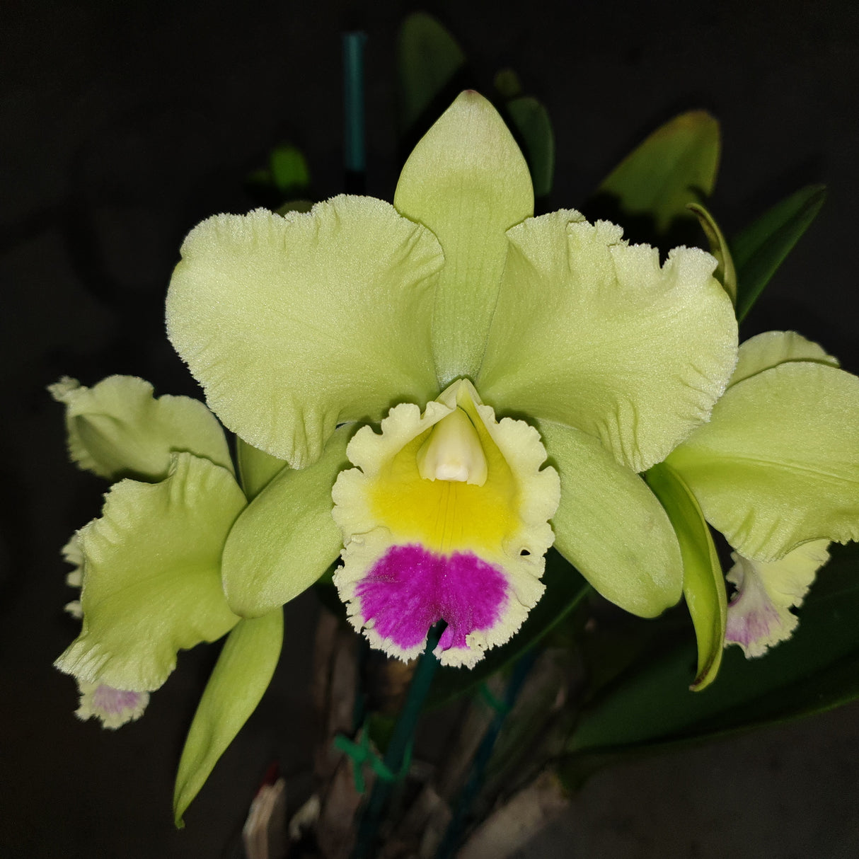 Rhyncholaeliocattleya Topaz Summit 'Splendour'