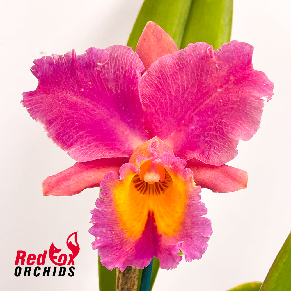 Brassolaeliocattleya Dal's Grace 'Southern Cross' X Blc. Dal's Thunder 'Southern Cross'