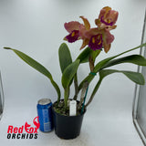 Rhyncholaeliocattleya Alma Kee X Ctt. Deception Drop