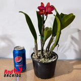 Cattleya Deception Leopard