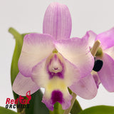 Sophrolaeliocattleya Dream Catcher (4n) 'Super Bright' x Laeliocattleya Angel Heart