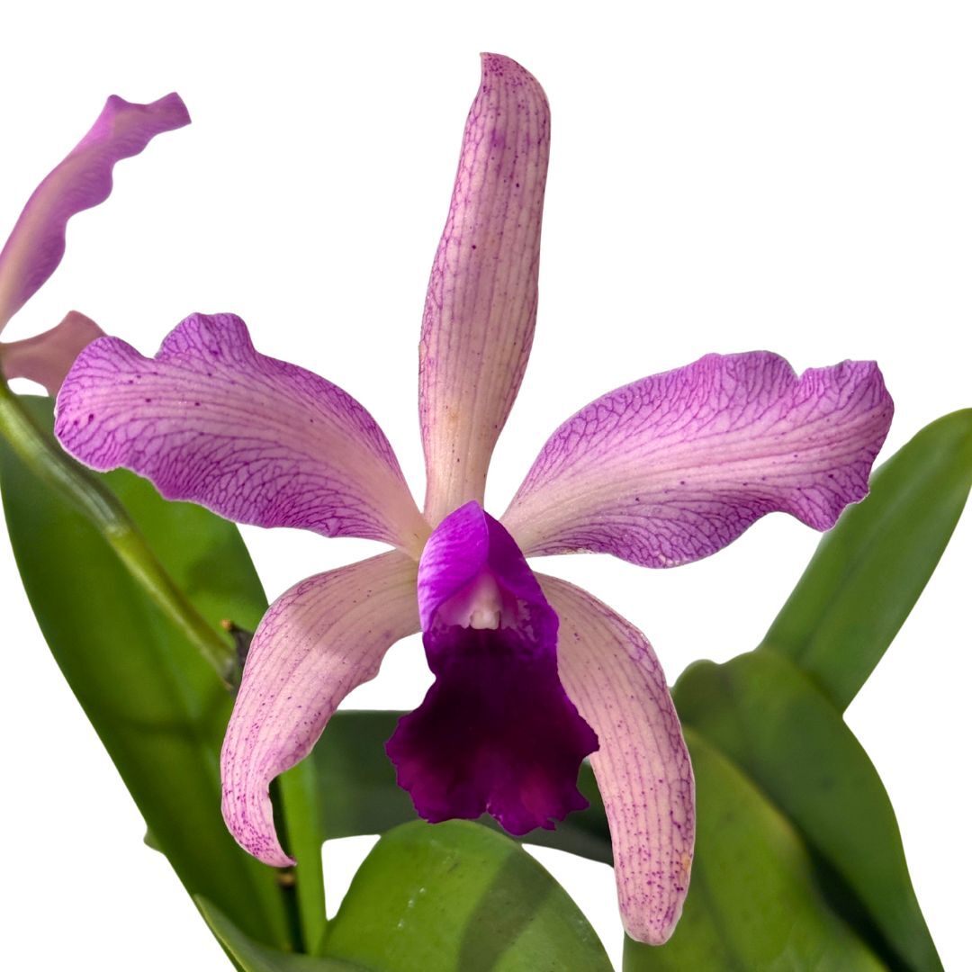 Rothara (Jungle Queen X Topaz Gloss) 'Green, Purple Spots' X Blc. Topaz Impact