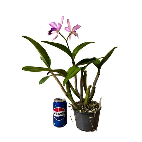 Rothara (Jungle Queen X Topaz Gloss) 'Green, Purple Spots' X Blc. Topaz Impact