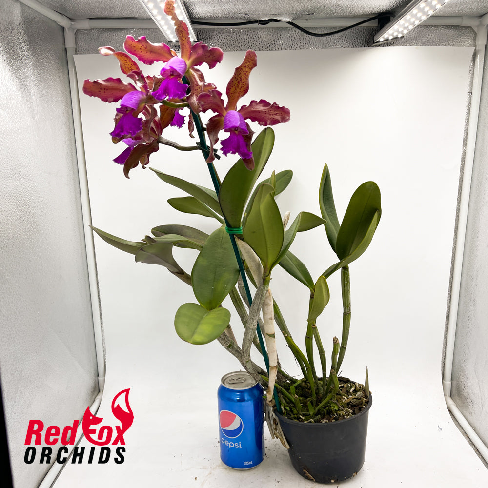 Cattleya Caudebec 'Spots' X C. schilleriana
