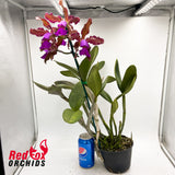 Cattleya Caudebec 'Spots' X C. schilleriana