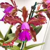 Cattleya Caudebec 'Spots' X C. schilleriana