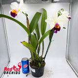 Brassolaeliocattleya Glenn Maidment 'Southern Cross' X Lc. Magic Melody 'Superb'