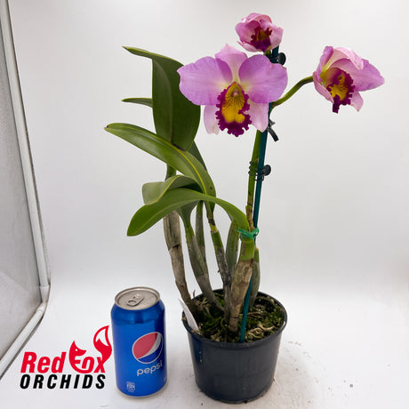 (Schomburgkia superbiens X Blc. Love Sound) X Blc. Momilani Rainbow 'The Gypsy'