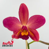 Rhyncattleanthe Topaz Elf 'Tall Orange & Yellow' X Ctt. Aussie Sunset