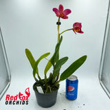 Rhyncattleanthe Topaz Elf 'Tall Orange & Yellow' X Ctt. Aussie Sunset