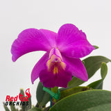 Sophrolaeliocattleya Fire Lighter (4n) X C. walkeriana alba (4n) 'White Beauty'