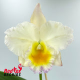 Brassolaeliocattleya Topaz Dancer 'Best' X Pot. Topaz Quaint