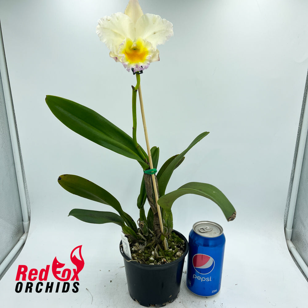 Brassolaeliocattleya Topaz Dancer 'Best' X Pot. Topaz Quaint