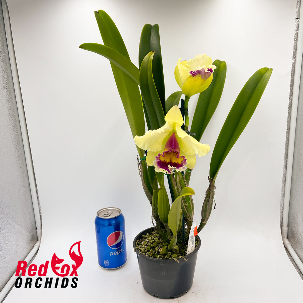 Brassolaeliocattleya Aussie Sunray T'nt