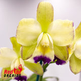 Brassolaeliocattleya Topaz Love 'Bright Delight' X (Lc. Jungle Queen X Yam. Topaz Gloss)