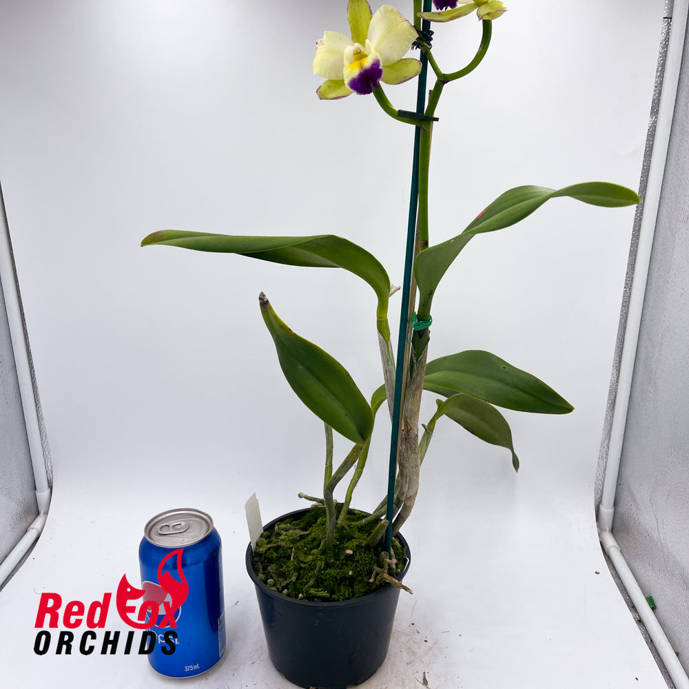 Brassolaeliocattleya Topaz Love 'Bright Delight' X (Lc. Jungle Queen X Yam. Topaz Gloss)