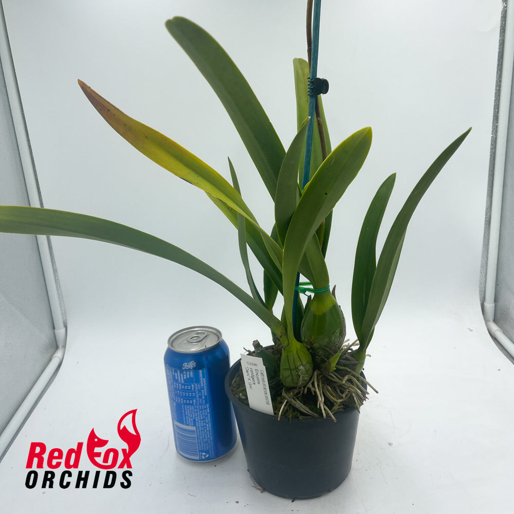 Encyclia cordigera 'Dark' X 'Jim'
