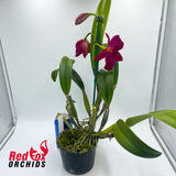 Potinara Kozo's Scarlet 'Blumen Insel'