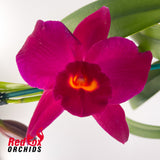 Potinara Kozo's Scarlet 'Blumen Insel'