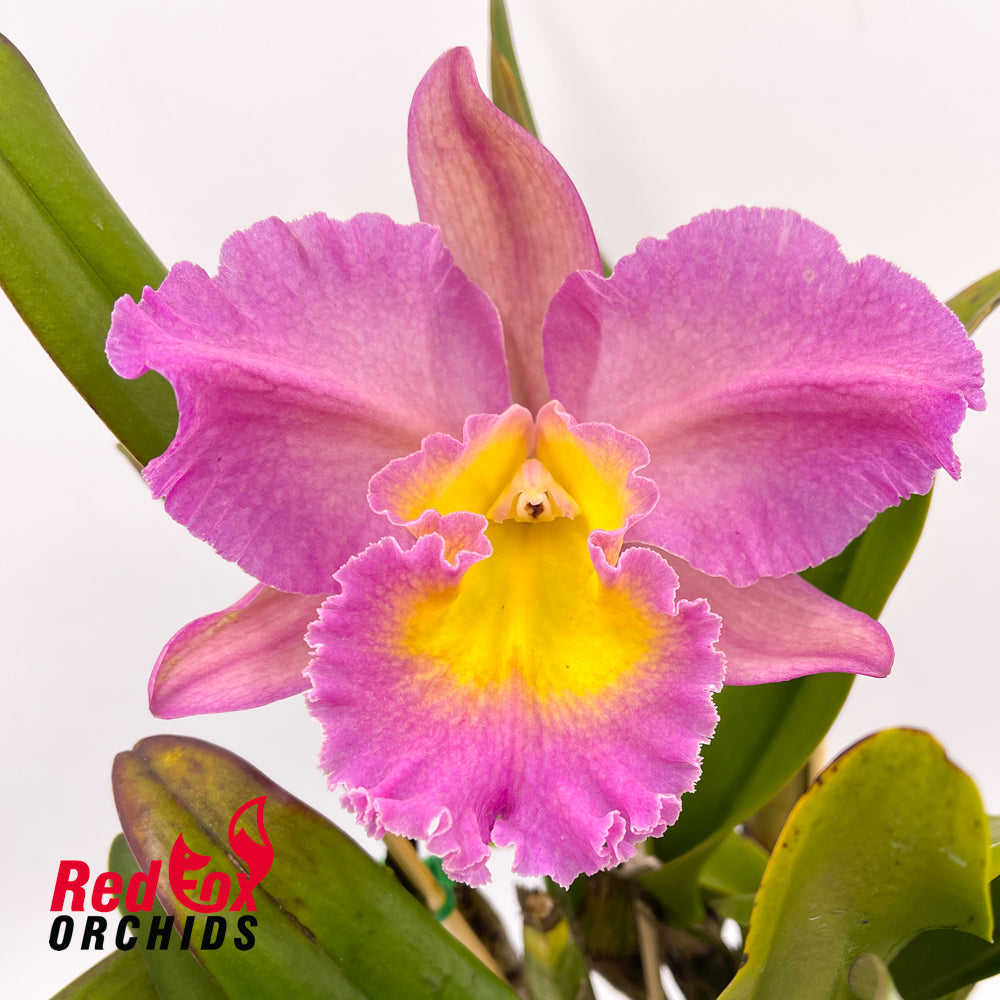 Brassocattleya Mount Hood 'Mary' AM/AOS