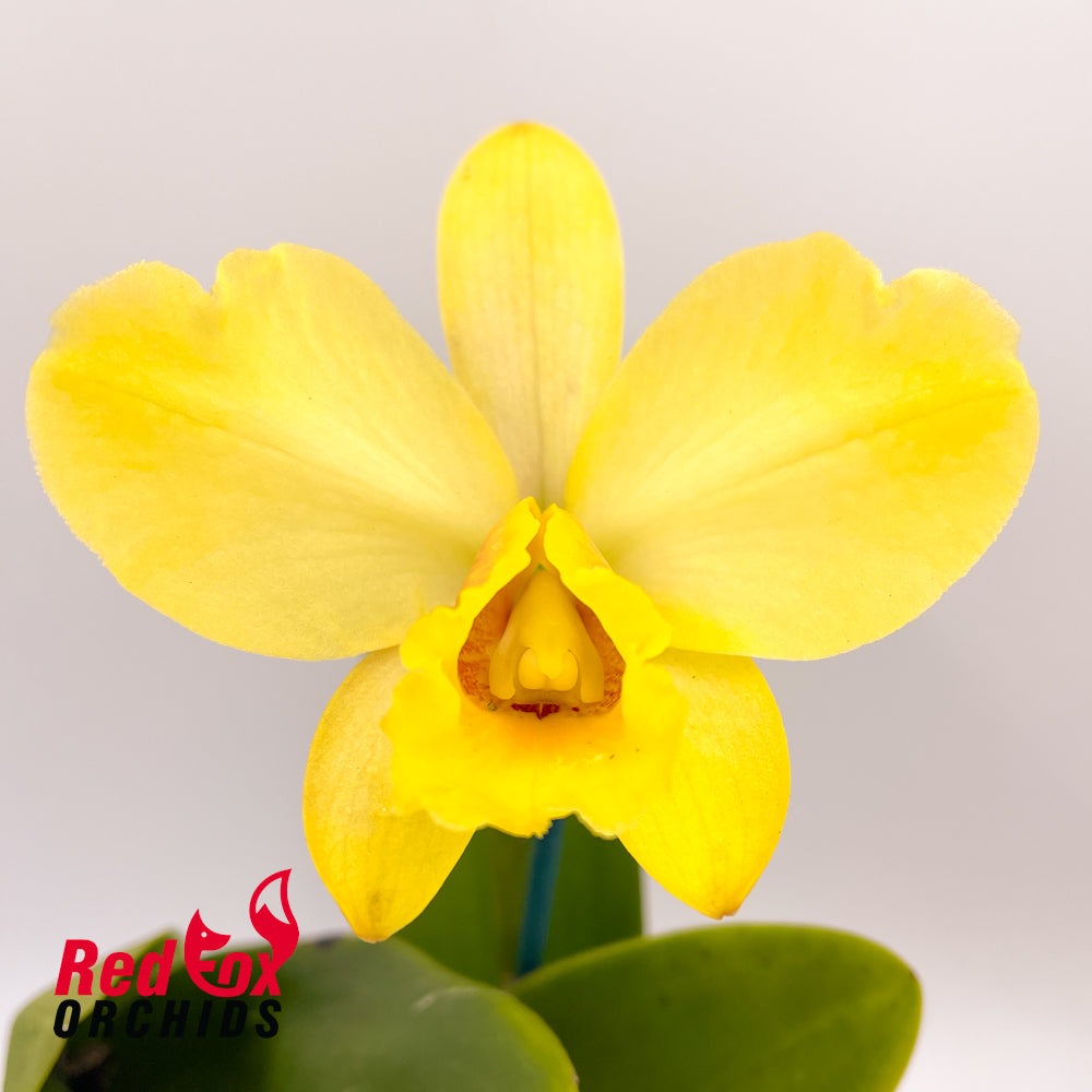 Laeliocattleya Topaz Fancy 'Brilliant Bicolor' X Blc. Topaz Georgie Girl 'Yellow'