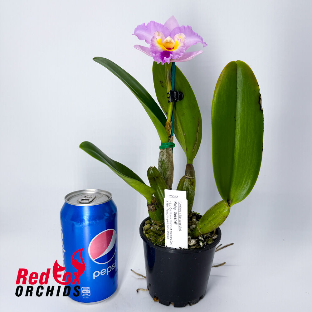 Rechingerara Seashell