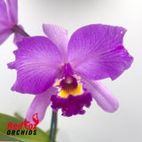 Brassolaeliocattleya Topaz Music X Blc. Mismo