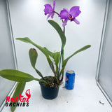 Brassolaeliocattleya Topaz Music X Blc. Mismo