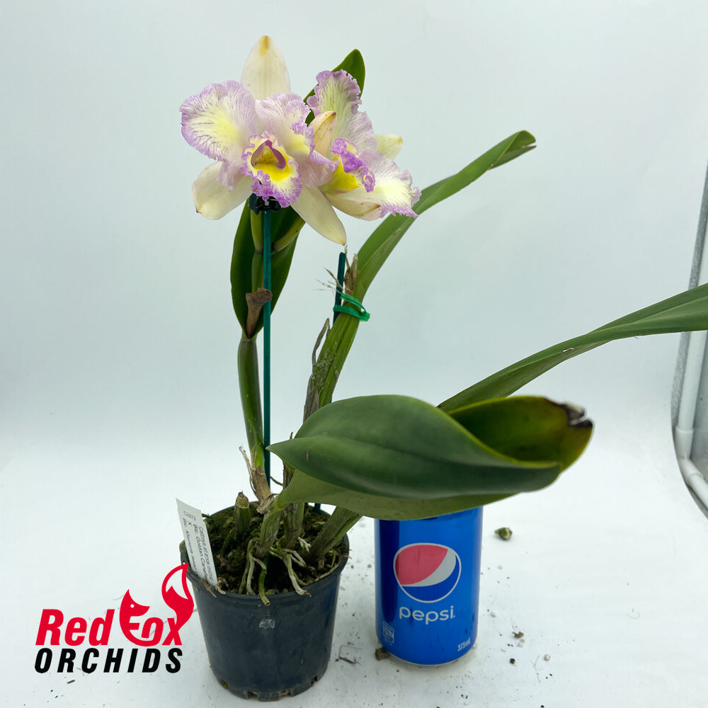 Brassolaeliocattleya Golden Canefields 'Aranbeem' X Blc. Memoria Isaac Wilson 'Inferno'