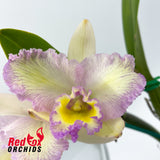 Brassolaeliocattleya Golden Canefields 'Aranbeem' X Blc. Memoria Isaac Wilson 'Inferno'