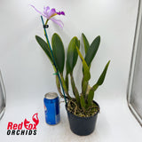 Laeliocattleya Topaz Fancy X Blc. Chunyeah 'Tzeng-Wen'