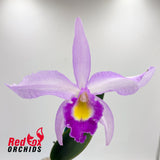 Laeliocattleya Topaz Fancy X Blc. Chunyeah 'Tzeng-Wen'