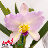 Brassolaeliocattleya California Girl 'OrchidLibrary' X Blc. Topaz Love 'Simple Splash Pot'