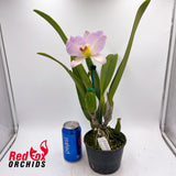Brassolaeliocattleya California Girl 'OrchidLibrary' X Blc. Topaz Love 'Simple Splash Pot'