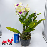 Laeliocattleya Aussie Sunset 'Cosmic Fire' X C. warneri var. alba