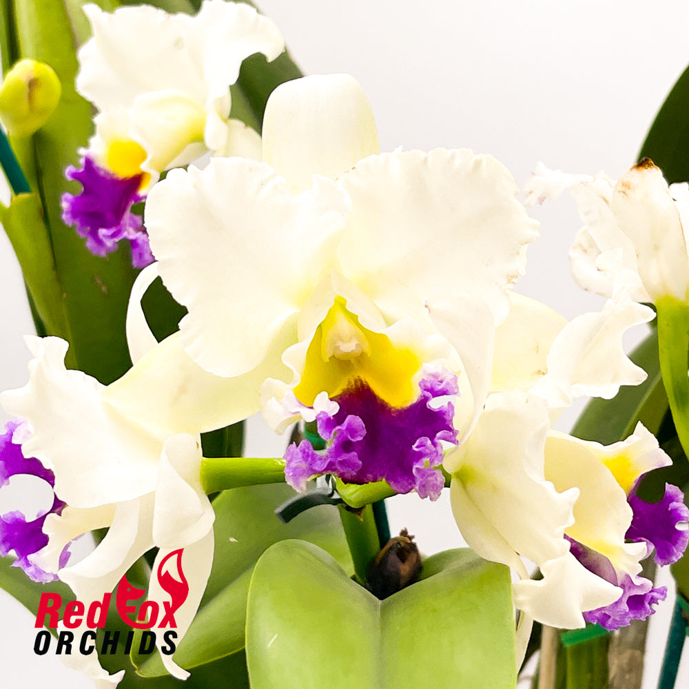 Brassolaeliocattleya California Girl x Laeliocattleya (Heloisiae x Scarlet Imp)