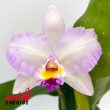 Rhyncholaeliocattleya (Burdekin Velvet X Sebastian Scalia) 'Dark, Fragrant' X Ctt. Topaz Nectar 'Carmine, Yellow Lip'