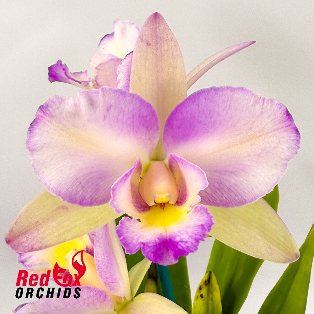 Brassolaeliocattleya Haw Yuan Beauty 'Hong' X Blc. Topaz Sublime